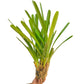 Cymbidium aloifolium sp. - BS