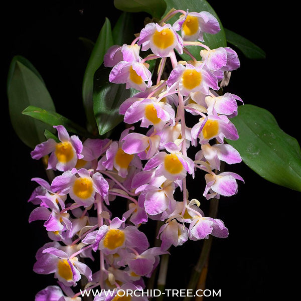 Dendrobium amabile Sp. - BS