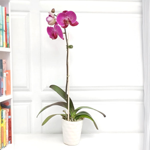 Amethyst Dream | Phalaenopsis Orchid Gift