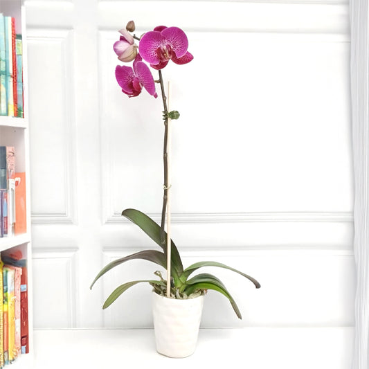 Amethyst Dream | Phalaenopsis Orchid Gift