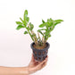 Dendrobium amethystoglossum sp. Orchid Plant - BS