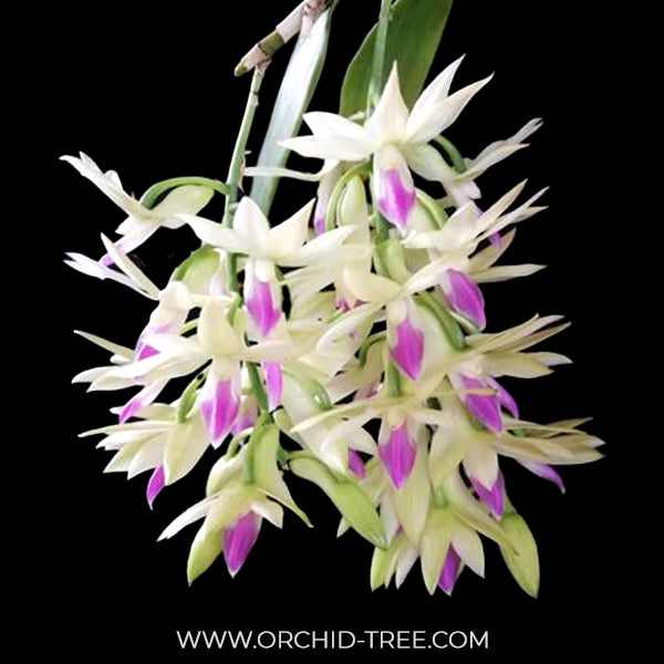 Dendrobium amethystoglossum sp. Orchid Plant - BS