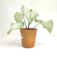 Caladium