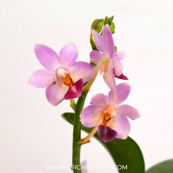 Phalaenopsis Evarise Blue Angel Orchid Plant - BS