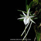 Angraecum didieri sp. Orchid Plant - SS - Buy Orchids Plants Online by Orchid-Tree.com