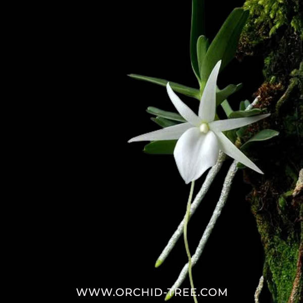 Angraecum didieri sp. Orchid Plant - SS - Buy Orchids Plants Online by Orchid-Tree.com