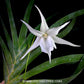Angreacum Lemforde White Beauty - BS