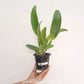Cattleya (Rlc.) Ann Joy No.2 Orchid Plant - BS