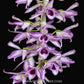 Dendrobium anosmum 'A touch of class' Orchid Plant - BS
