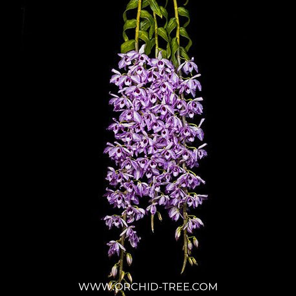 Dendrobium anosmum 'A touch of class' Orchid Plant - BS