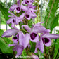 Dendrobium anosmum variegated Orchid Plant - MS