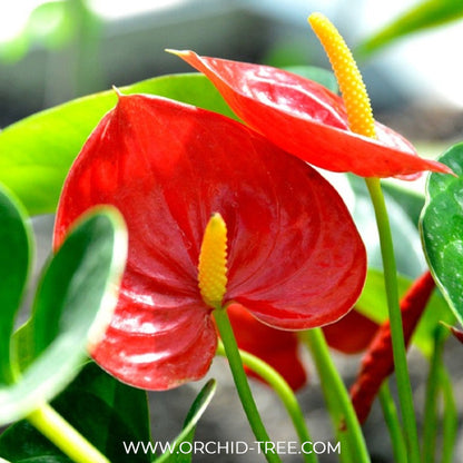 Anthurium Red - FF - Buy Orchids Plants Online by Orchid-Tree.com