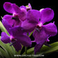 Vanda Apec Blue Orchid Plant - MS