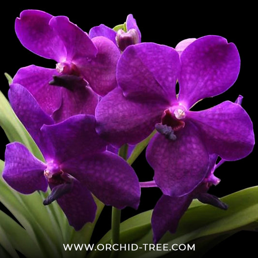 Vanda Apec Blue Orchid Plant - MS