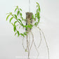 Dendrobium aphyllum trilabelo 'Shining Pink' Orchid Plants - BS