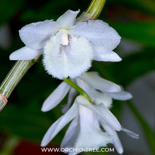 Dendrobium aphyllum var. alba sp. - BS