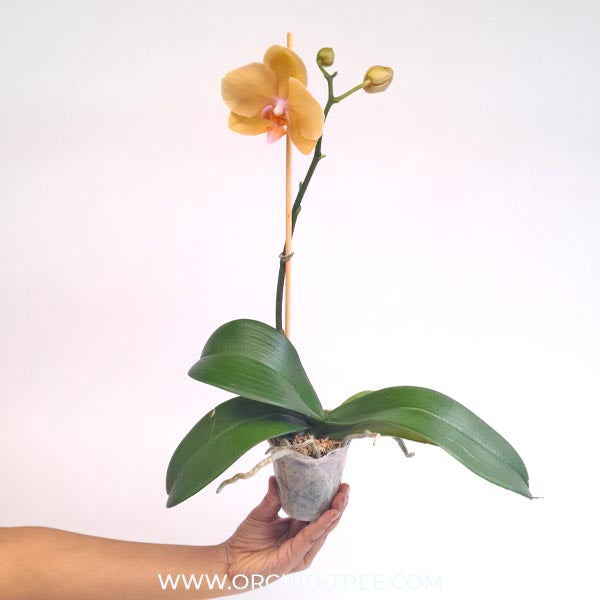 Phalaenopsis OX Aquarius Orchid plant - FF