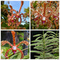 Arachnis Maggie Oei Varigated - BS