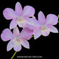 Dendrobium Arredang Green x Burana Stripe - BS