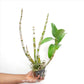 Dendrobium Arredang Blue Orchid Plant - BS