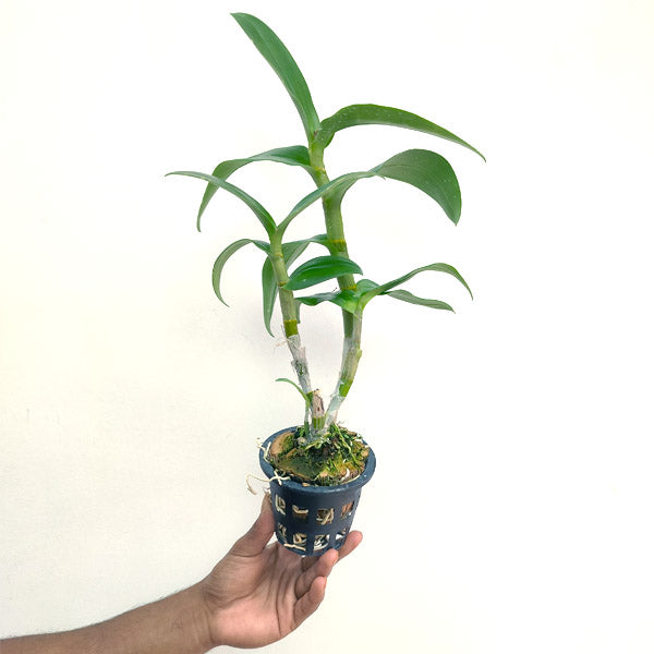 Dendrobium Arredang Blue - BS - Buy Orchids Plants Online by Orchid-Tree.com
