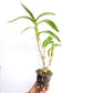 Dendrobium Arredang Green x Burana Stripe - BS