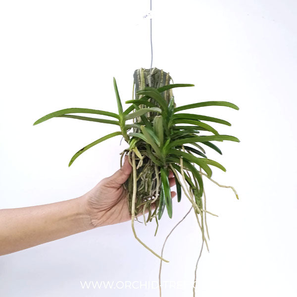 Vanda (Asco.) miniatum sp. Orchid Plant - BS