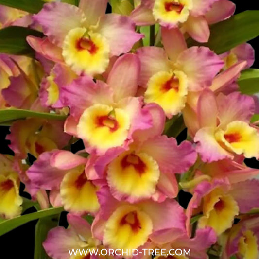 Dendrobium Asian Beauty Orchid Plant - BS