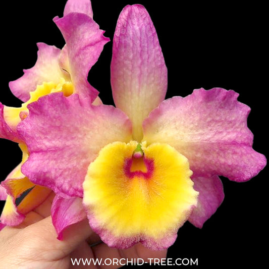 Dendrobium Asian Beauty Orchid Plant - FF