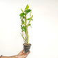 Dendrobium Asian Beauty Orchid Plant - FF