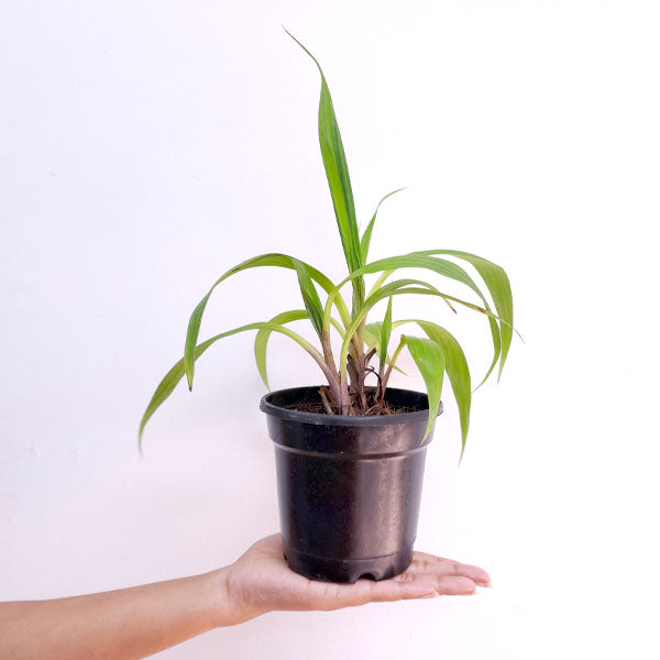 Spathoglottis Assorted (any Color) Orchid Plant - BS - Buy Orchids Plants Online by Orchid-Tree.com