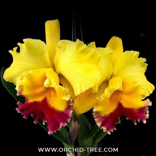 Cattleya (Rlc.) Atardecer Palmareño (Thongsuk Delight #1) Orchid Plant - BS