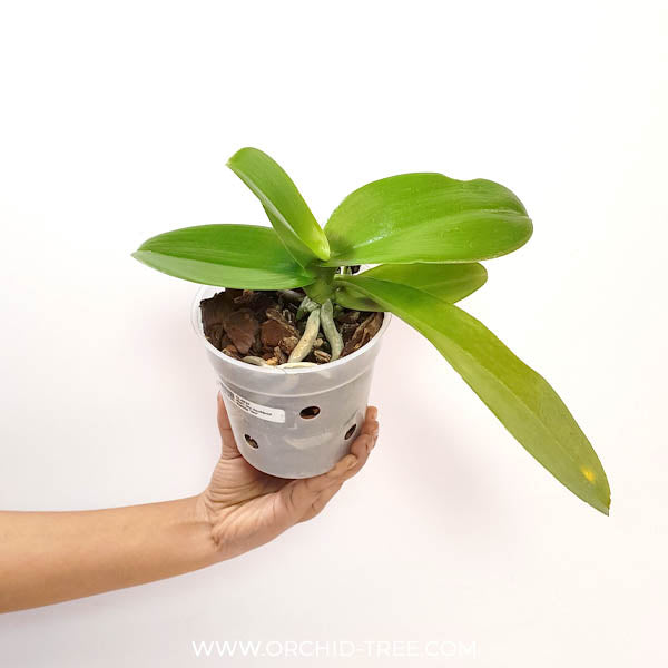 Phalaenopsis Joy Auckland Beauty ‘Joy’ Orchid Plant - BS