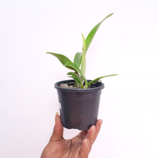 Cattleya aurantiaca x Netrasiri Beauty Orchid Plant - BS