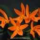 Cattleya aurantiaca sp. Orchid Plant - BS