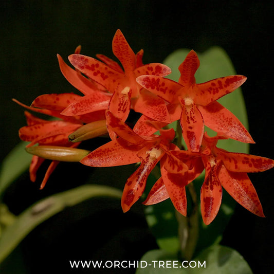Cattleya aurantiaca 'Mishima spots' Orchid Plant - BS