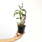 Dendrobium Ruby Red x Sakda Beauty Orchid plant - BS