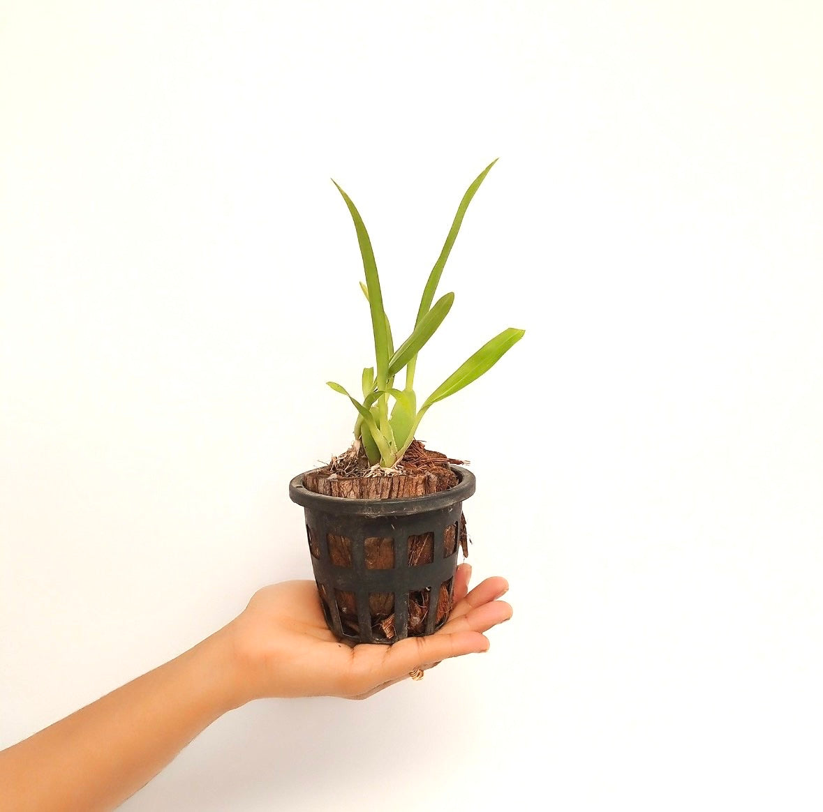 Oncidium Twinkle White Orchid Plant- BS - Buy Orchids Plants Online by Orchid-Tree.com