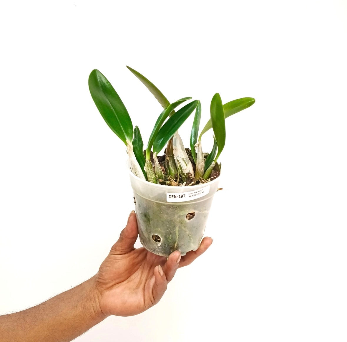 Dendrobium speciosum sp. Orchid Plant | Australian Dendrobium  - BS - Buy Orchids Plants Online by Orchid-Tree.com