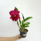 Cattleya (Rlc.) Krungsri Red Orchid Plant - FF (Open Flower)