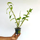 Dendrobium Lee Chang Yu Miriam Orchid Plant - BS - Buy Orchids Plants Online by Orchid-Tree.com