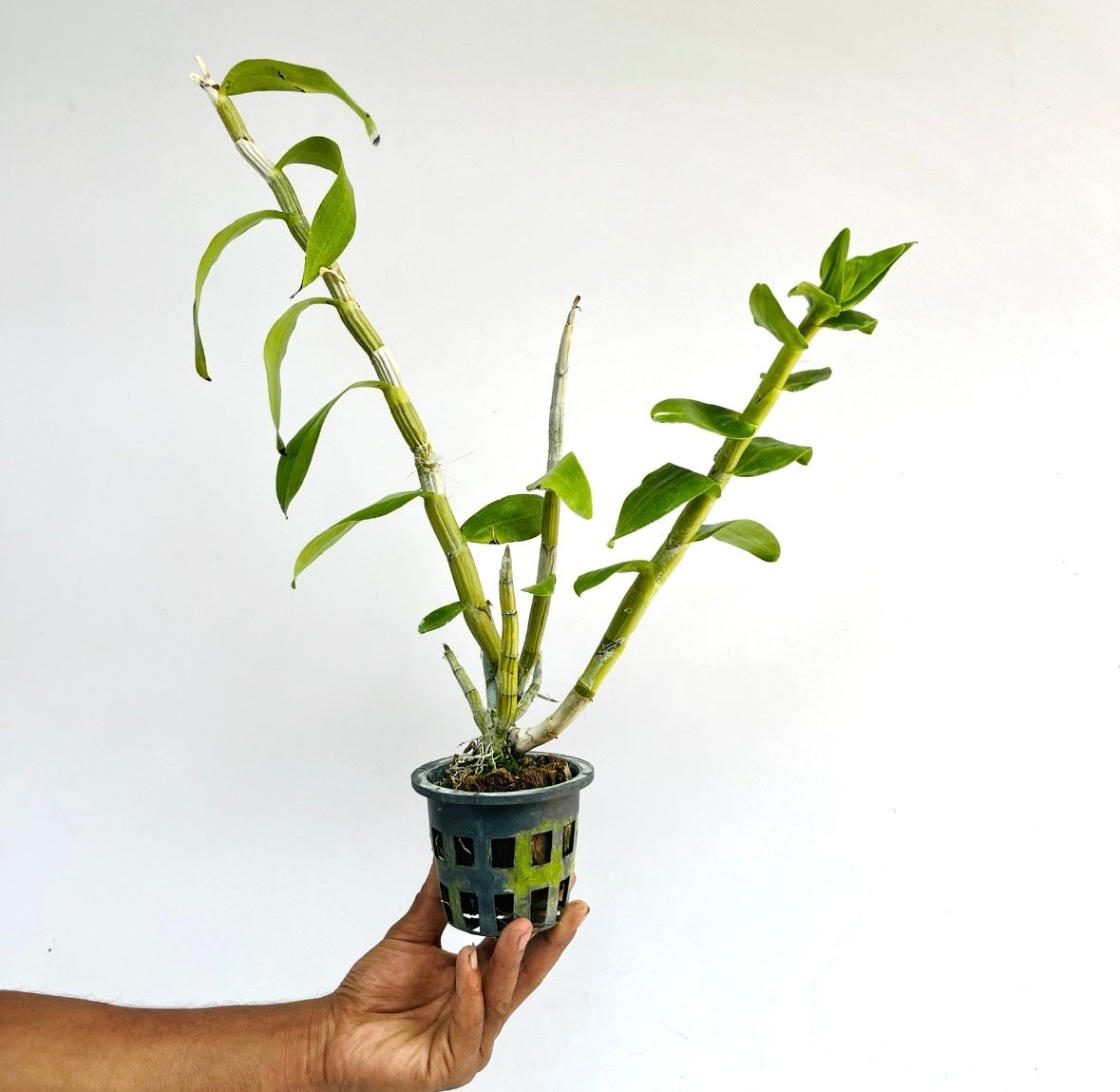 Dendrobium Lee Chang Yu Miriam Orchid Plant - BS - Buy Orchids Plants Online by Orchid-Tree.com