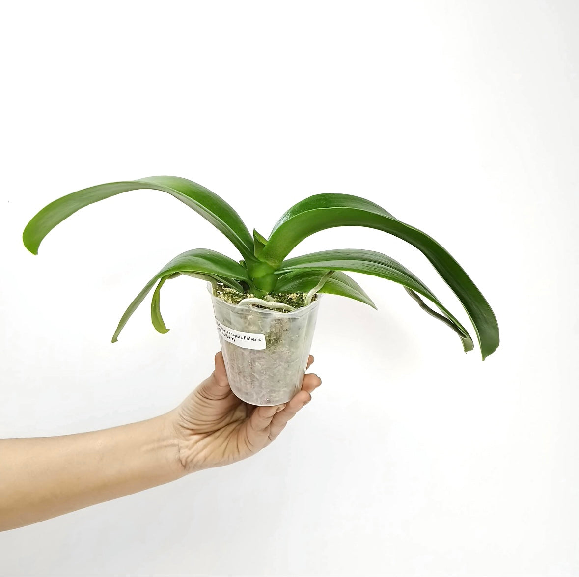 Phalaenopsis Fuller's Mulberry Orchid Plant - BS