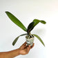 Phalaenopsis Lavender World Orchid Plant - BS - Buy Orchids Plants Online by Orchid-Tree.com