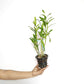 Epithechea Orange Blaze Orchid Plant - BS