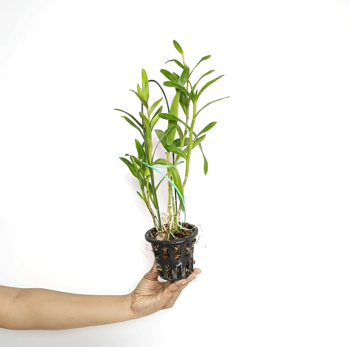 Epithechea Orange Blaze Orchid Plant - BS