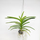 Vanda Corneels Cilliers Orchid Plant - BS