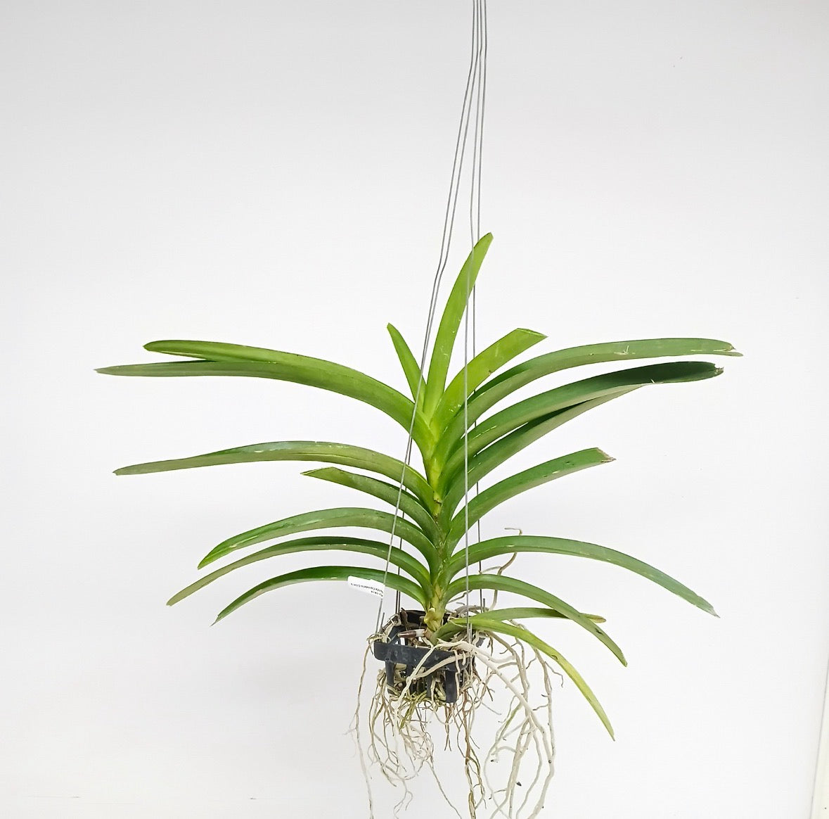 Vanda Corneels Cilliers Orchid Plant - BS