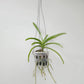 Vanda Luk Kulwadee Orchid Plant - SS