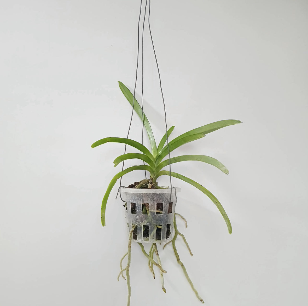 Vanda Luk Kulwadee Orchid Plant - SS